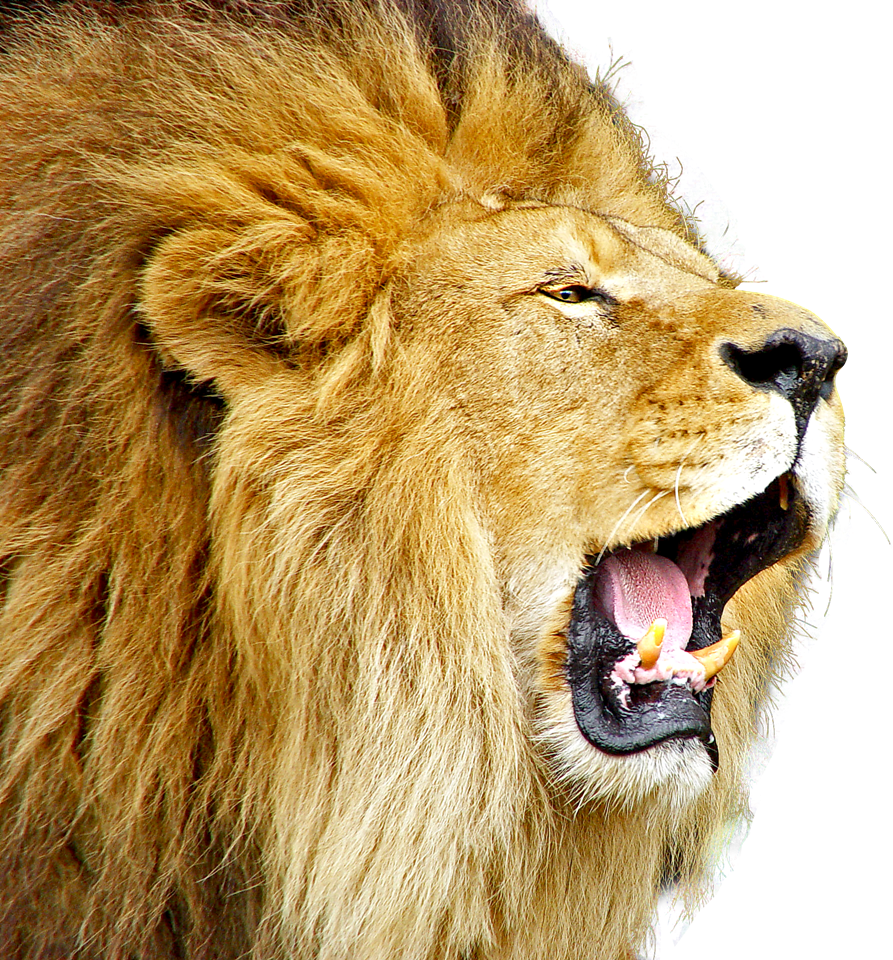 Lioness Roar Free Download PNG Image