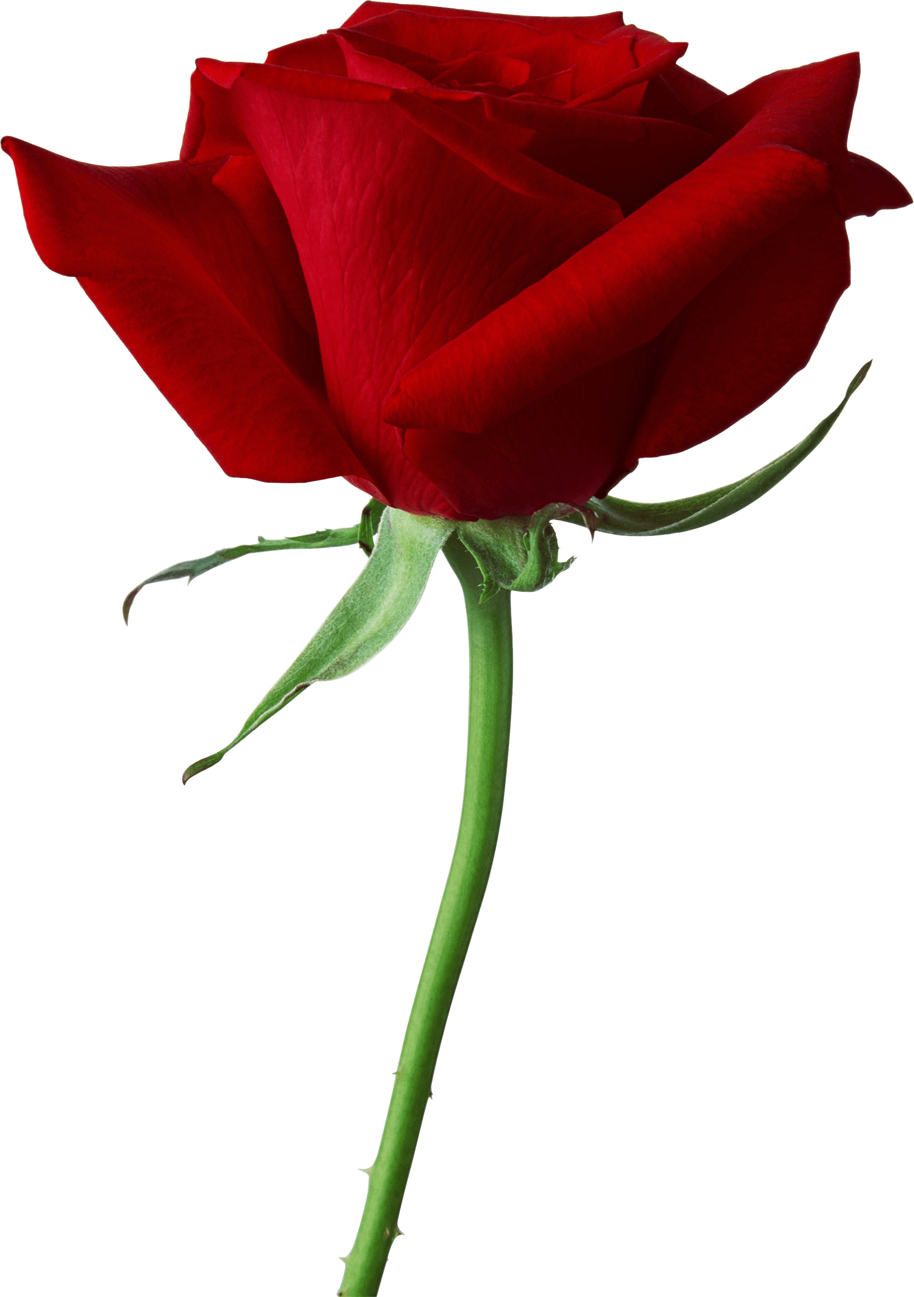 Rose Png Image Picture Download PNG Image
