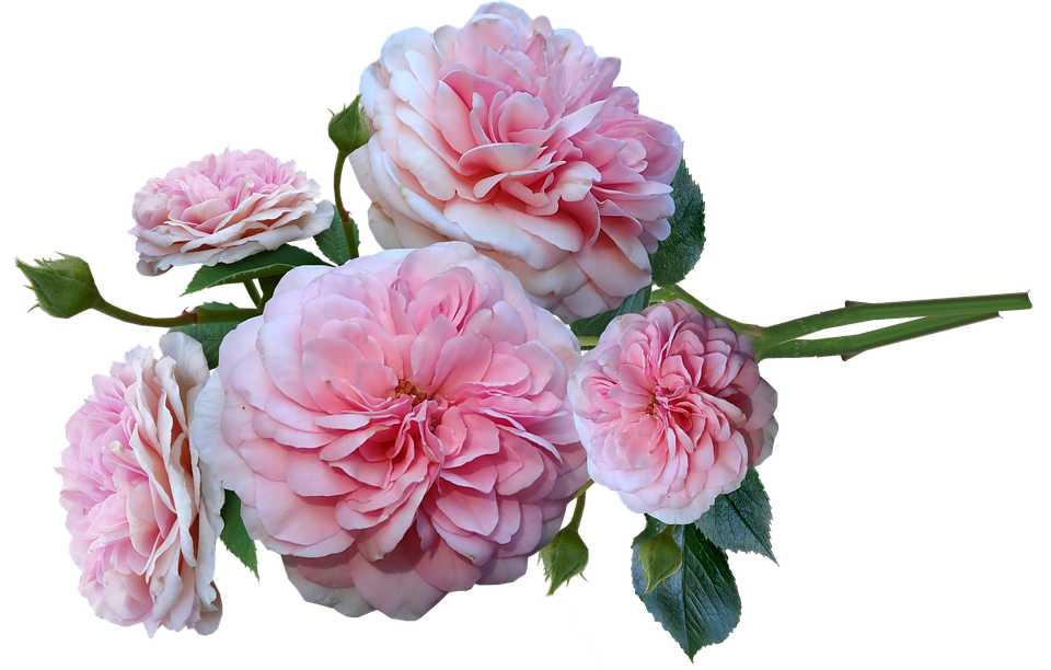 Pink Spring Flower Bunch Rose PNG Image