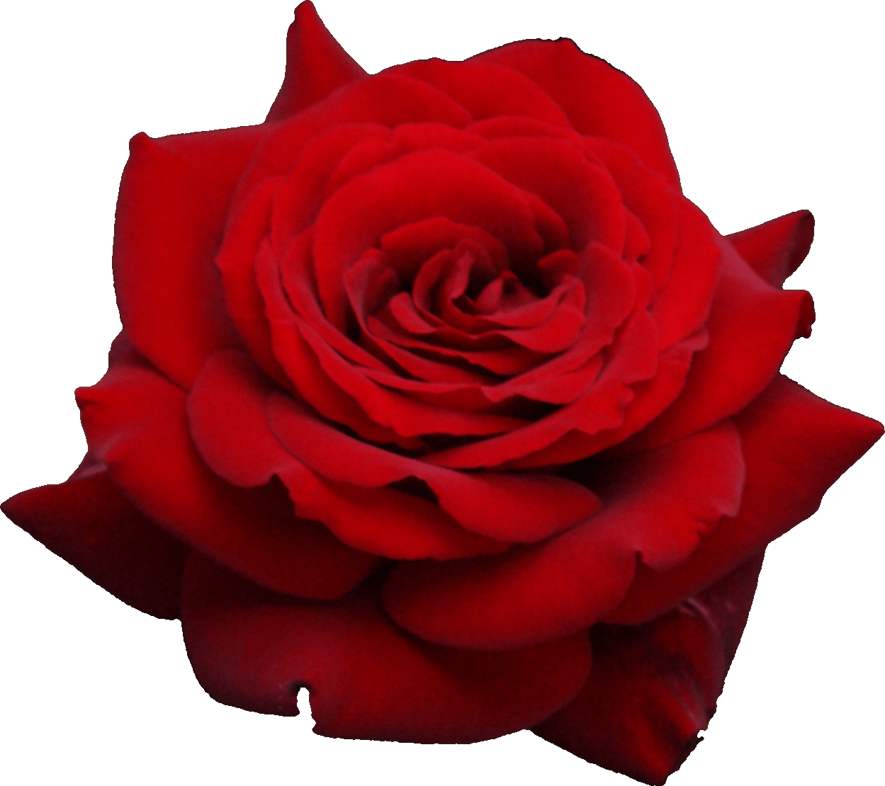 Red Rose Png Image Picture Download PNG Image