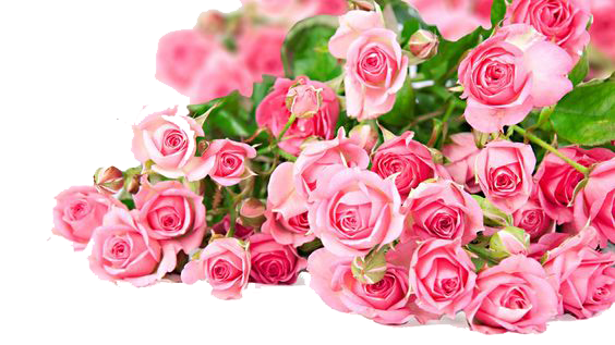 Bouquet Rose Pic Valentine Free Download Image PNG Image