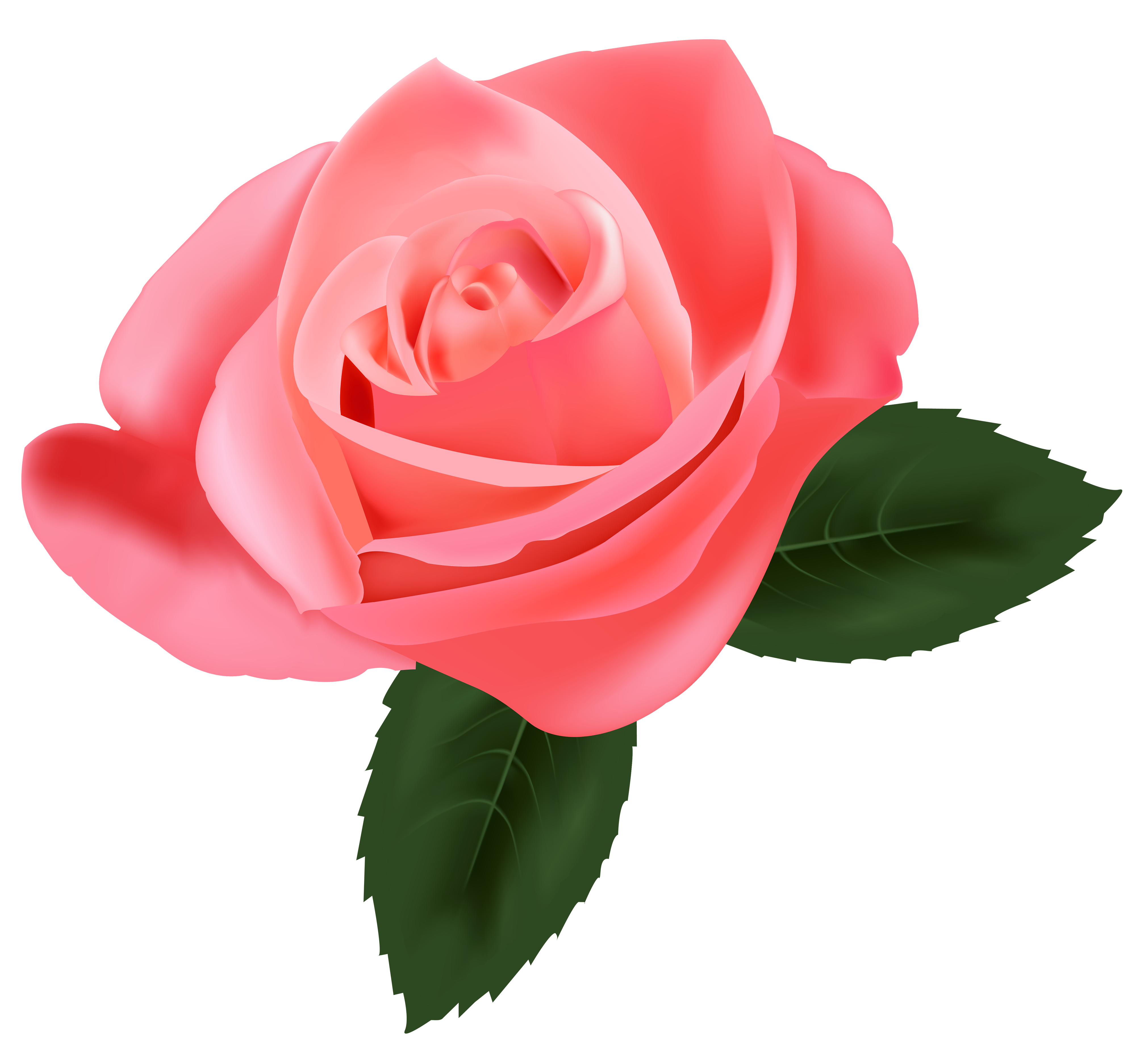 Rose Transparent Image PNG Image