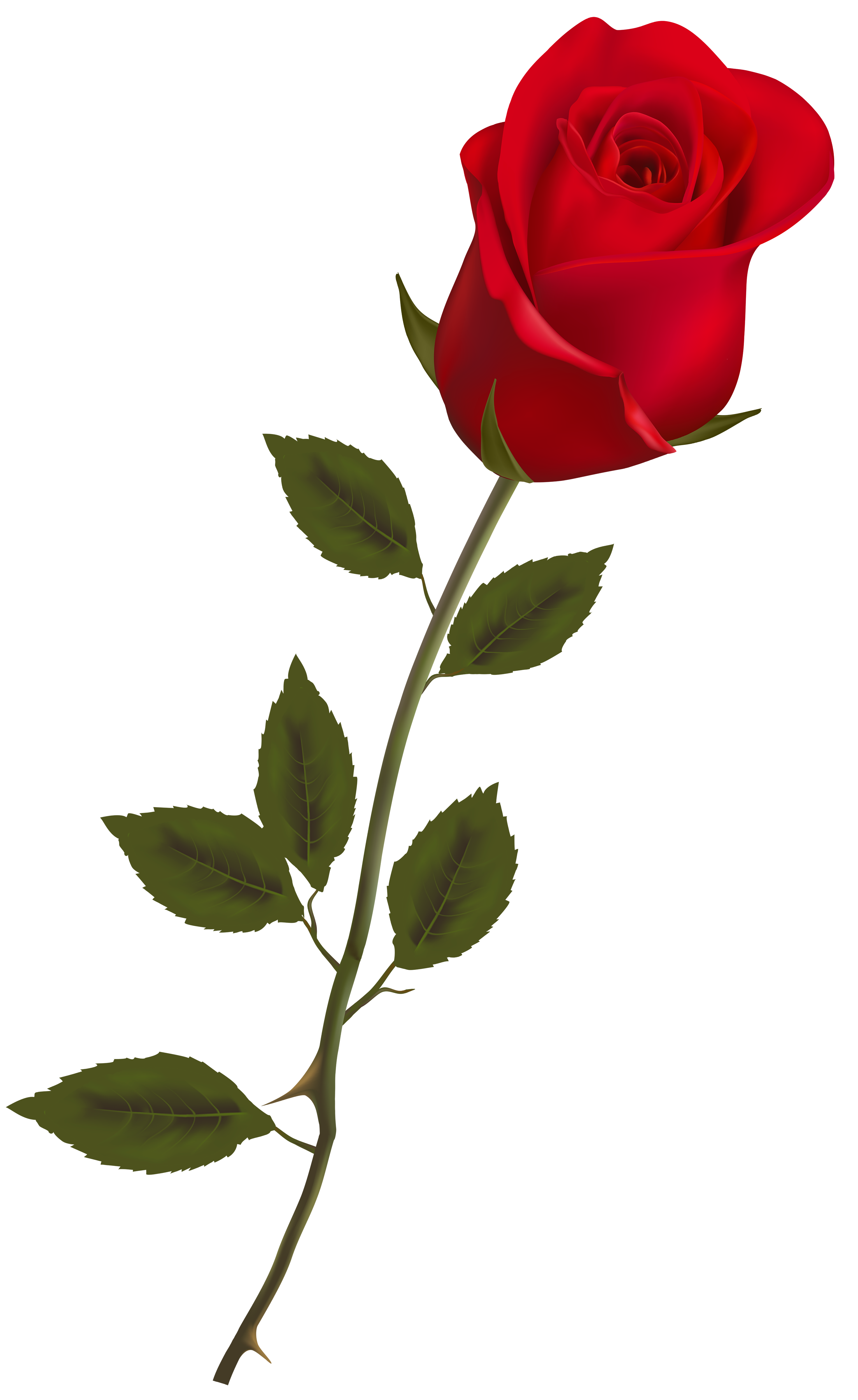 Rose Image PNG Image