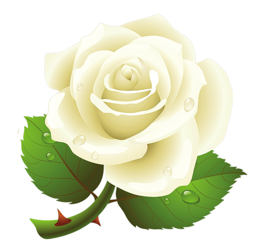 White Rose Image PNG Image