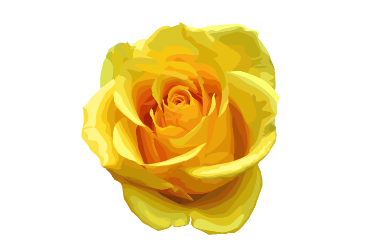 Yellow Rose Transparent Image PNG Image