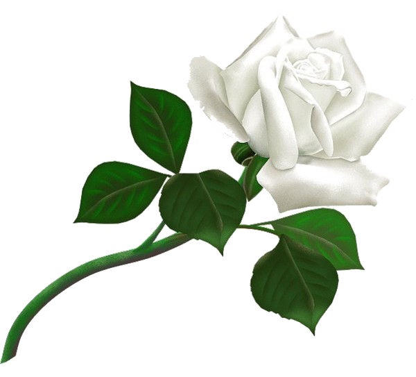 White Rose Transparent Background PNG Image