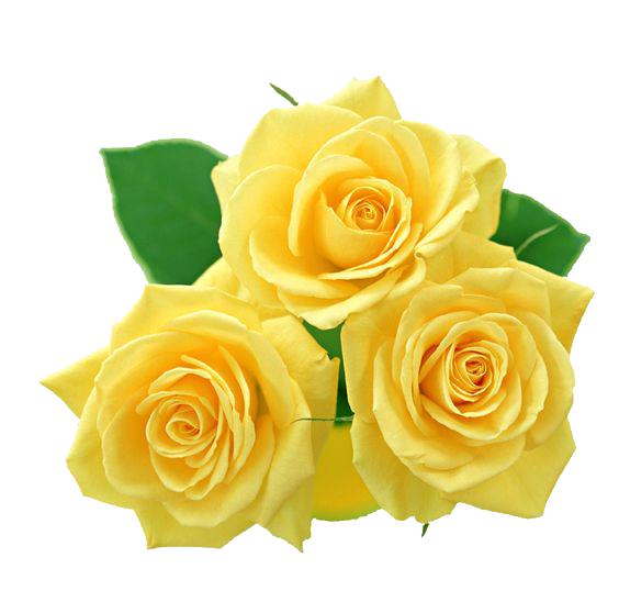 Yellow Rose PNG Image