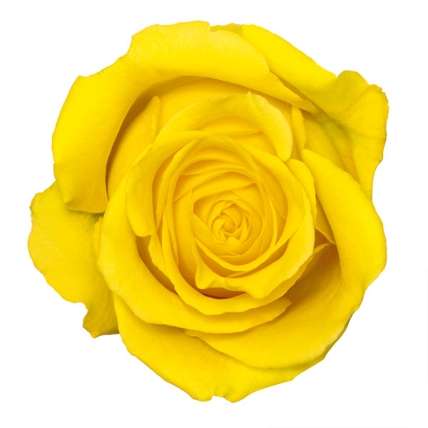 Yellow Rose Transparent PNG Image