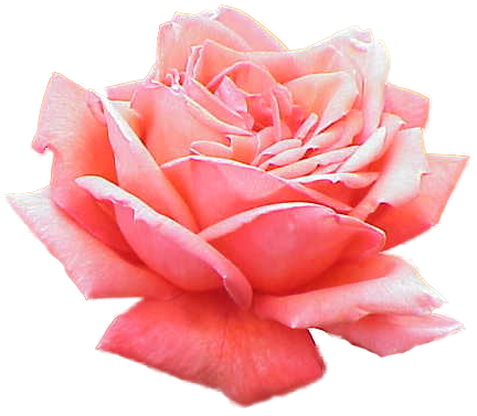 Pink Rose Picture PNG Image
