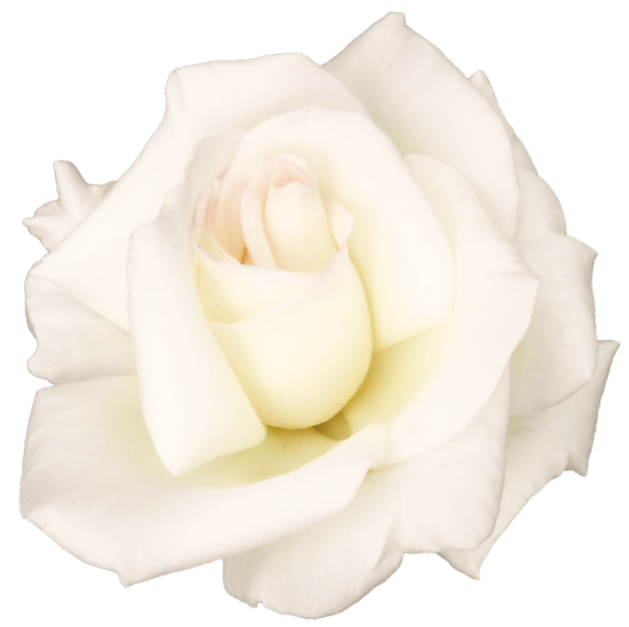 White Rose Transparent Image PNG Image