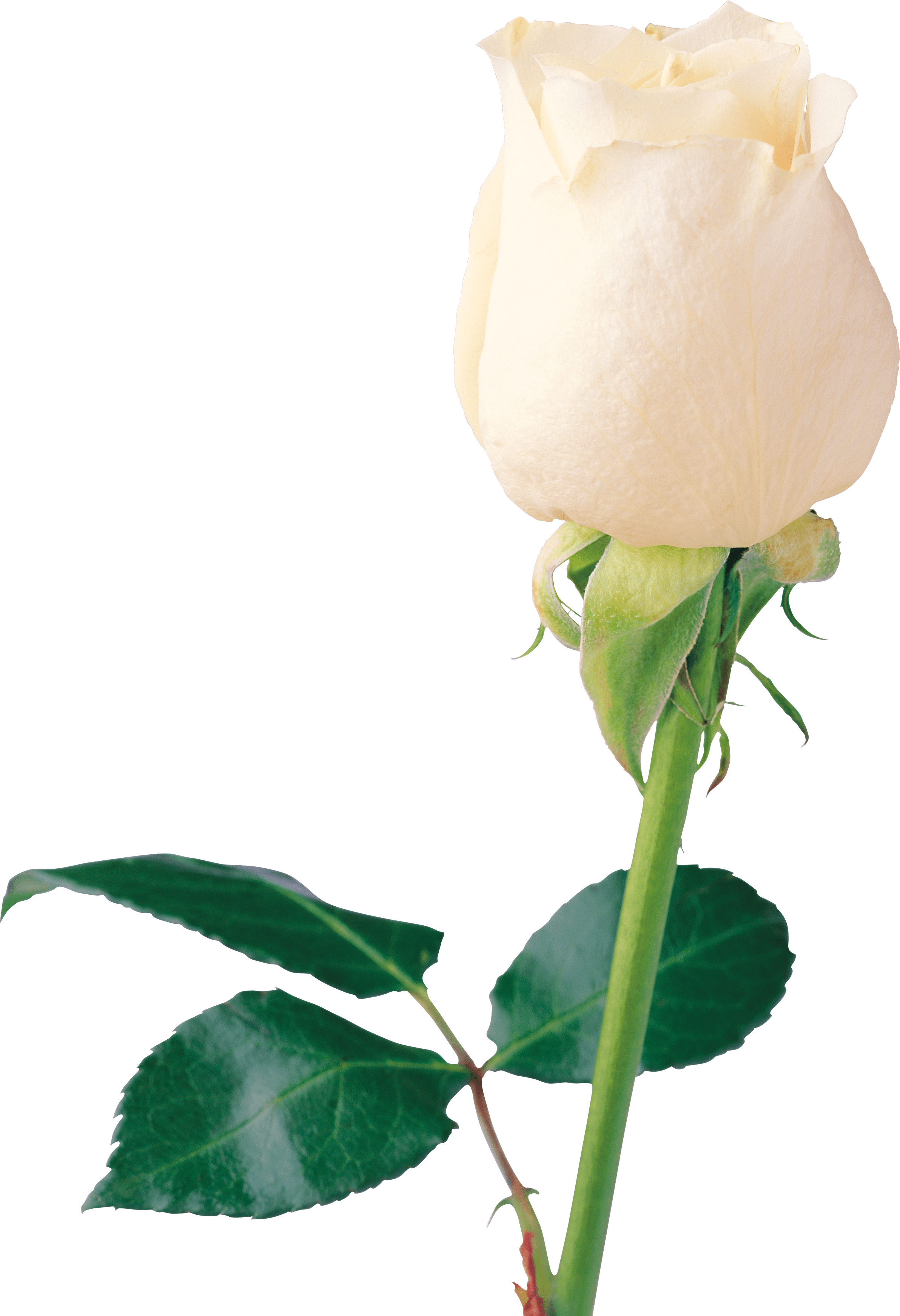 White Rose File PNG Image
