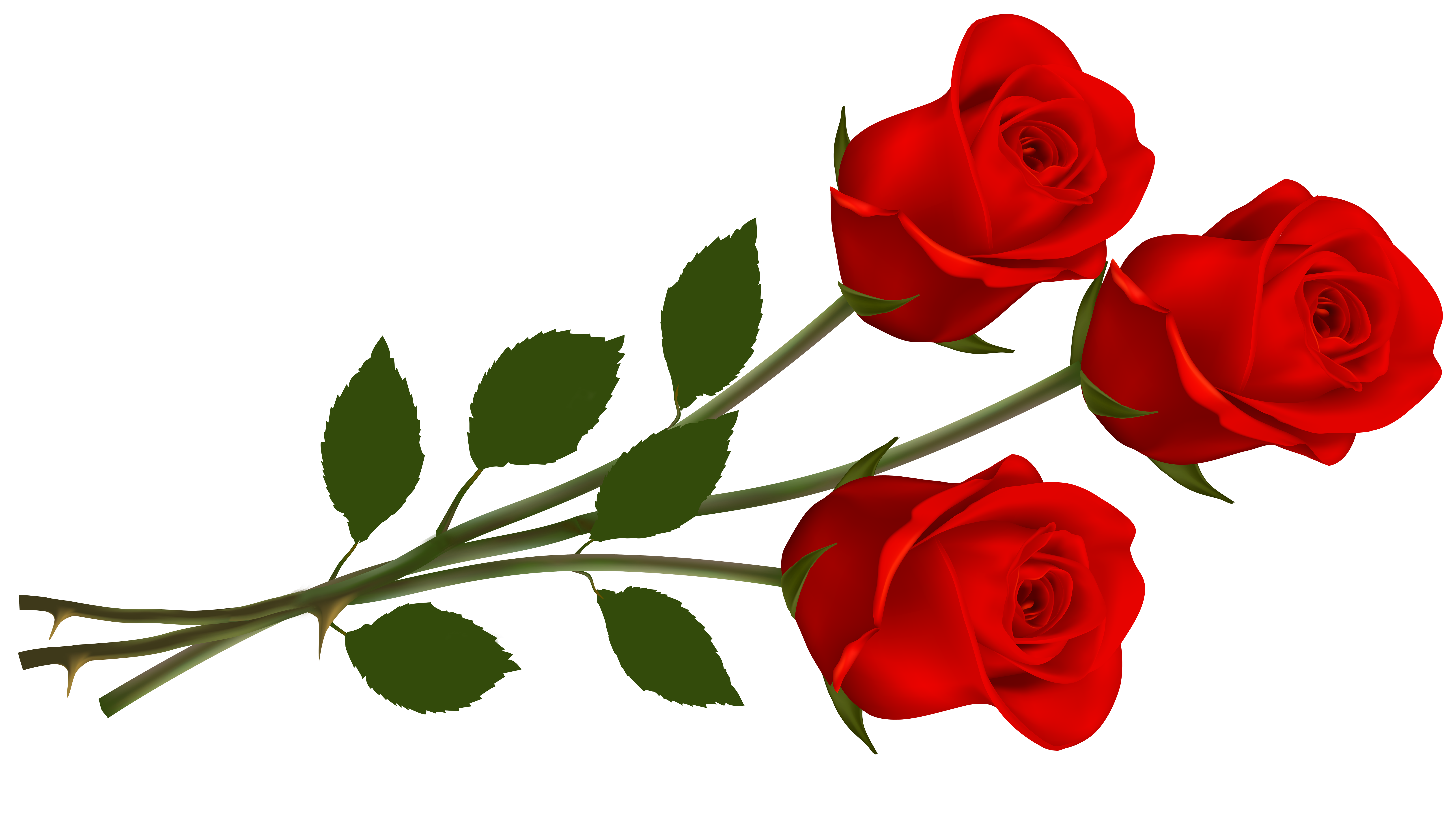 Single Red Rose Transparent Image PNG Image
