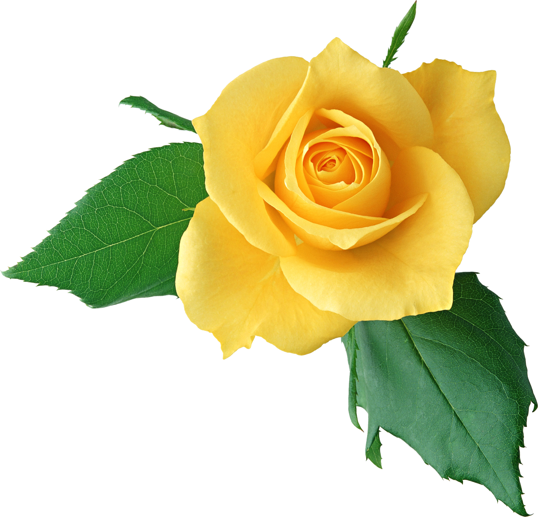 Yellow Rose Clipart PNG Image