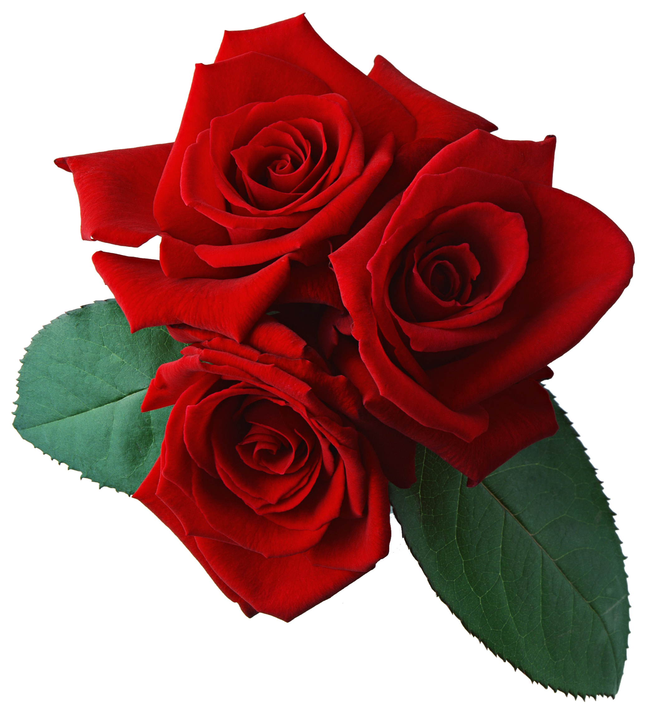 Red Rose Transparent Background PNG Image