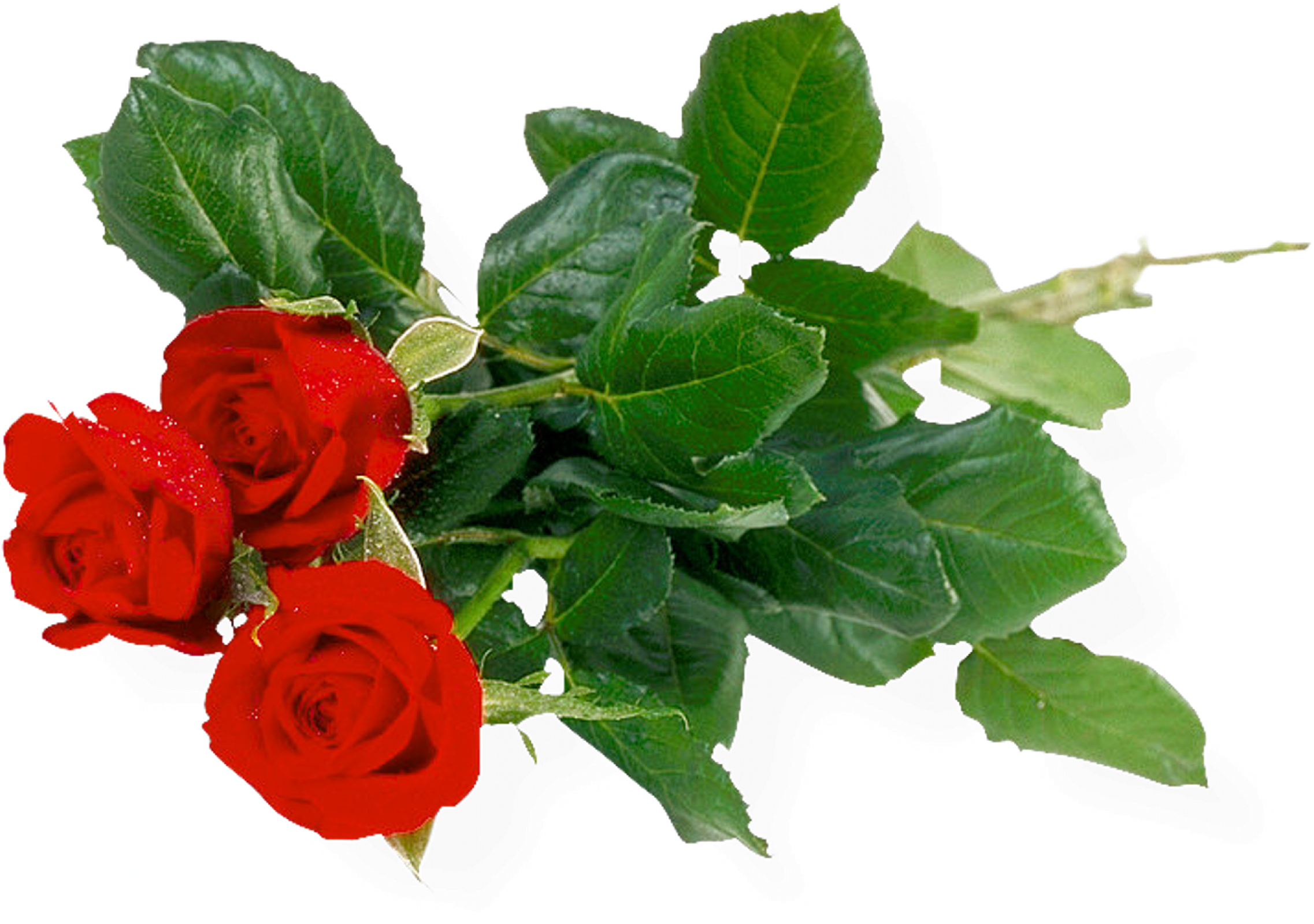 Rose Bunch Transparent Background PNG Image