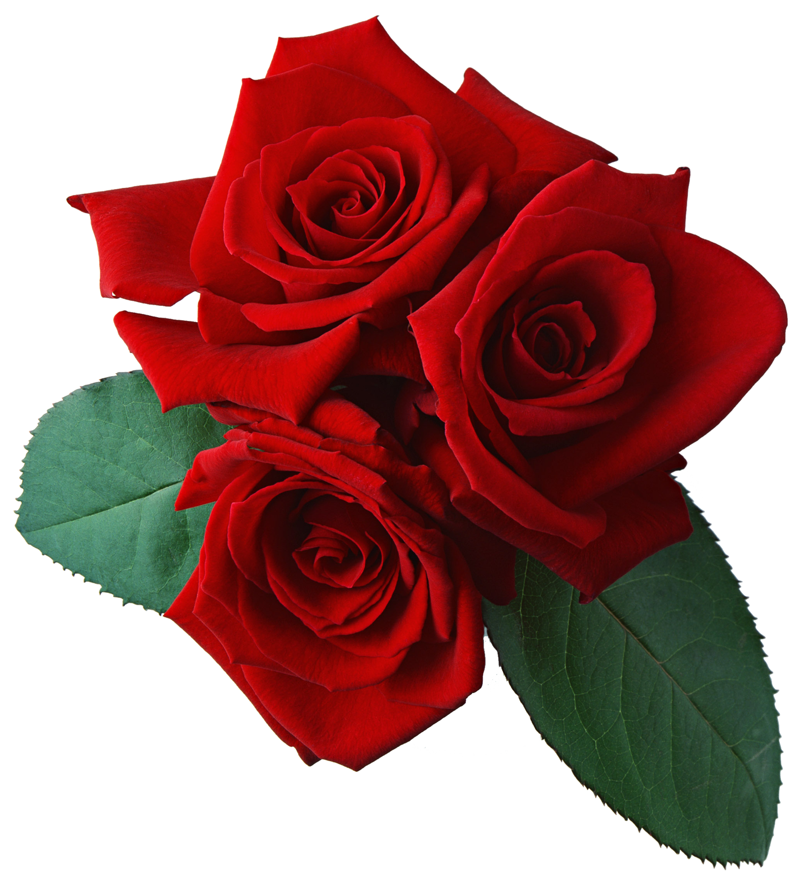 Rose Png File PNG Image