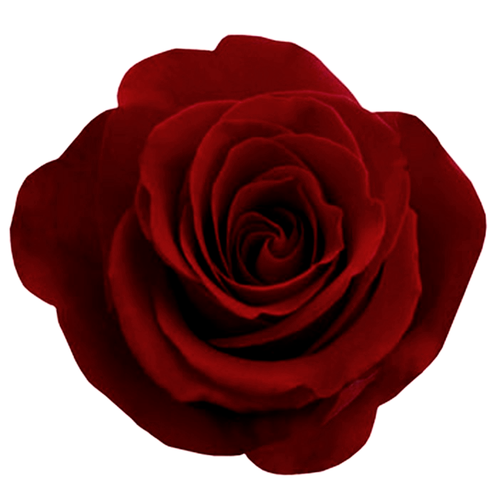 Rose Picture PNG Image