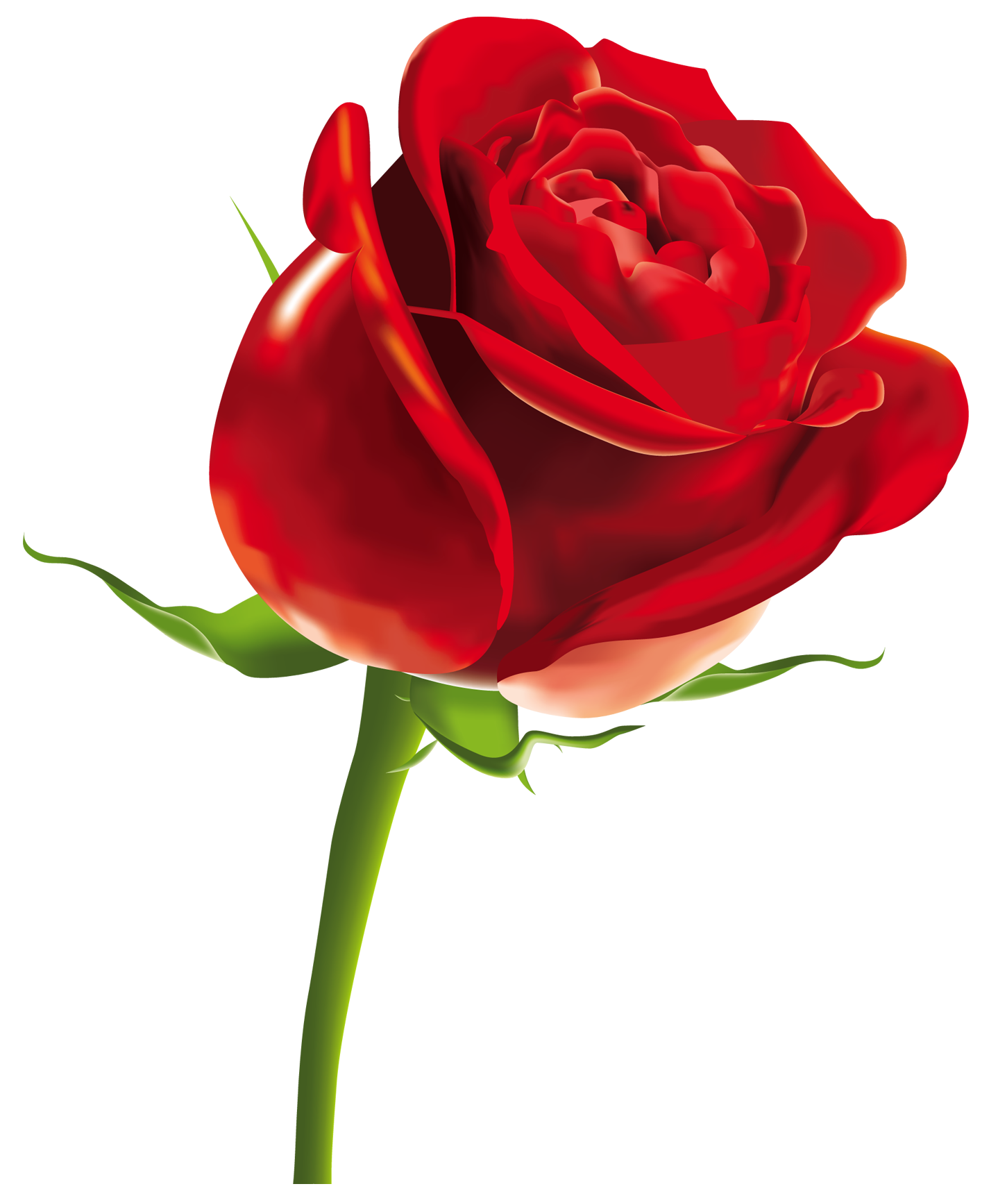 Plant Rose Wallpaper Encapsulated Desktop Postscript Petal PNG Image