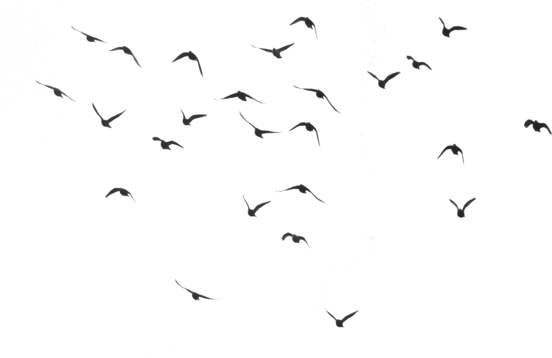 Ocean Birds HD Free Download PNG HQ PNG Image