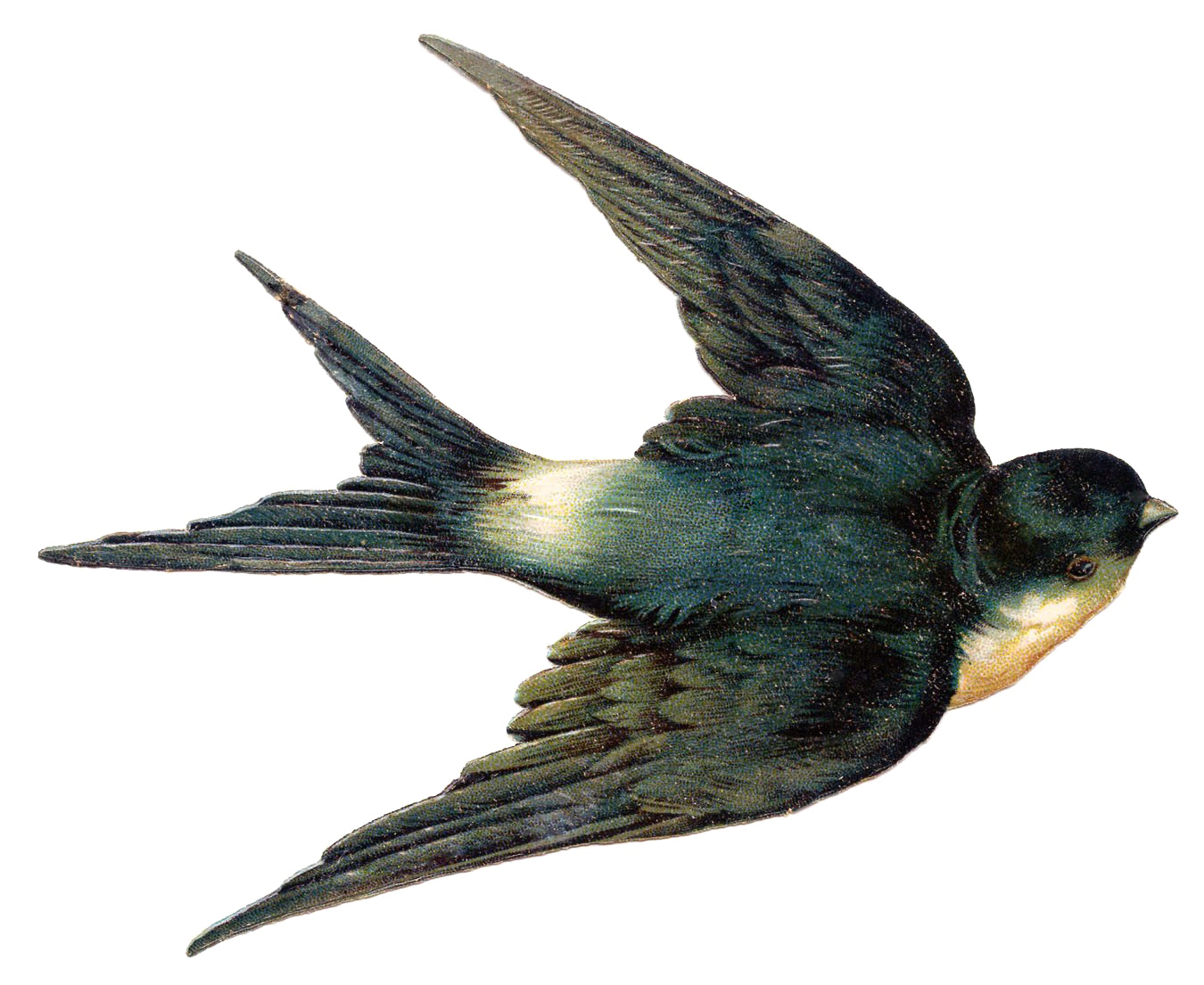 Fairy Bird HD PNG Download Free PNG Image