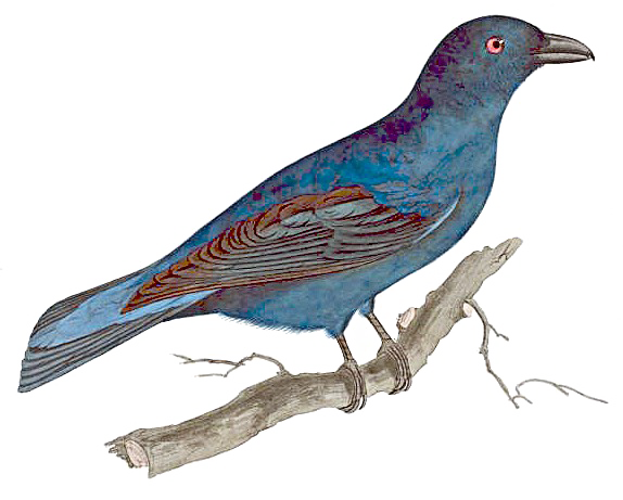 Fairy Bird Image PNG Free Photo PNG Image