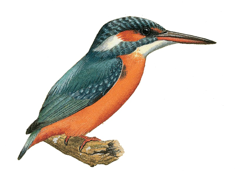 Kingfisher Image Free Clipart HD PNG Image
