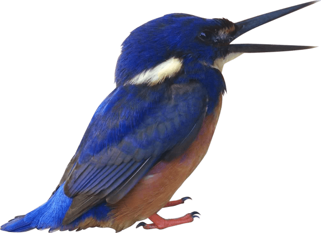 Kingfisher Free Download PNG HQ PNG Image