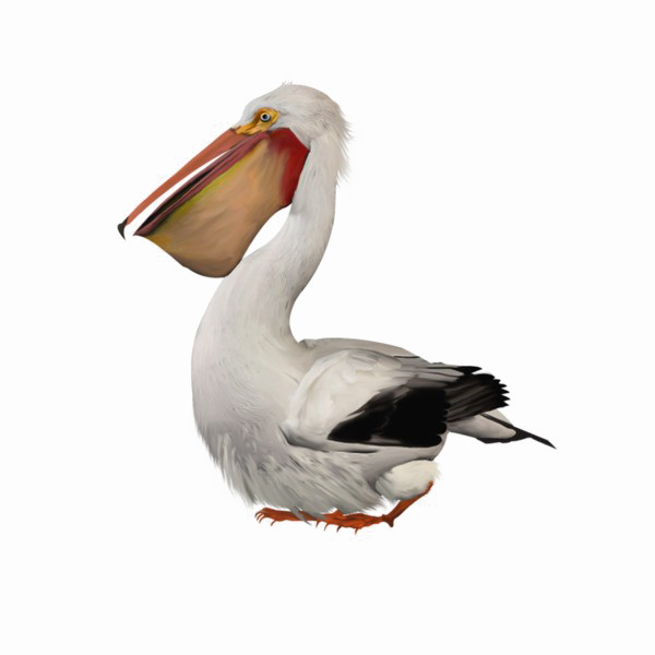 Pelican Image Free Download PNG HD PNG Image
