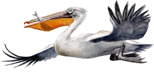 Pelican Picture Free Download Image PNG Image