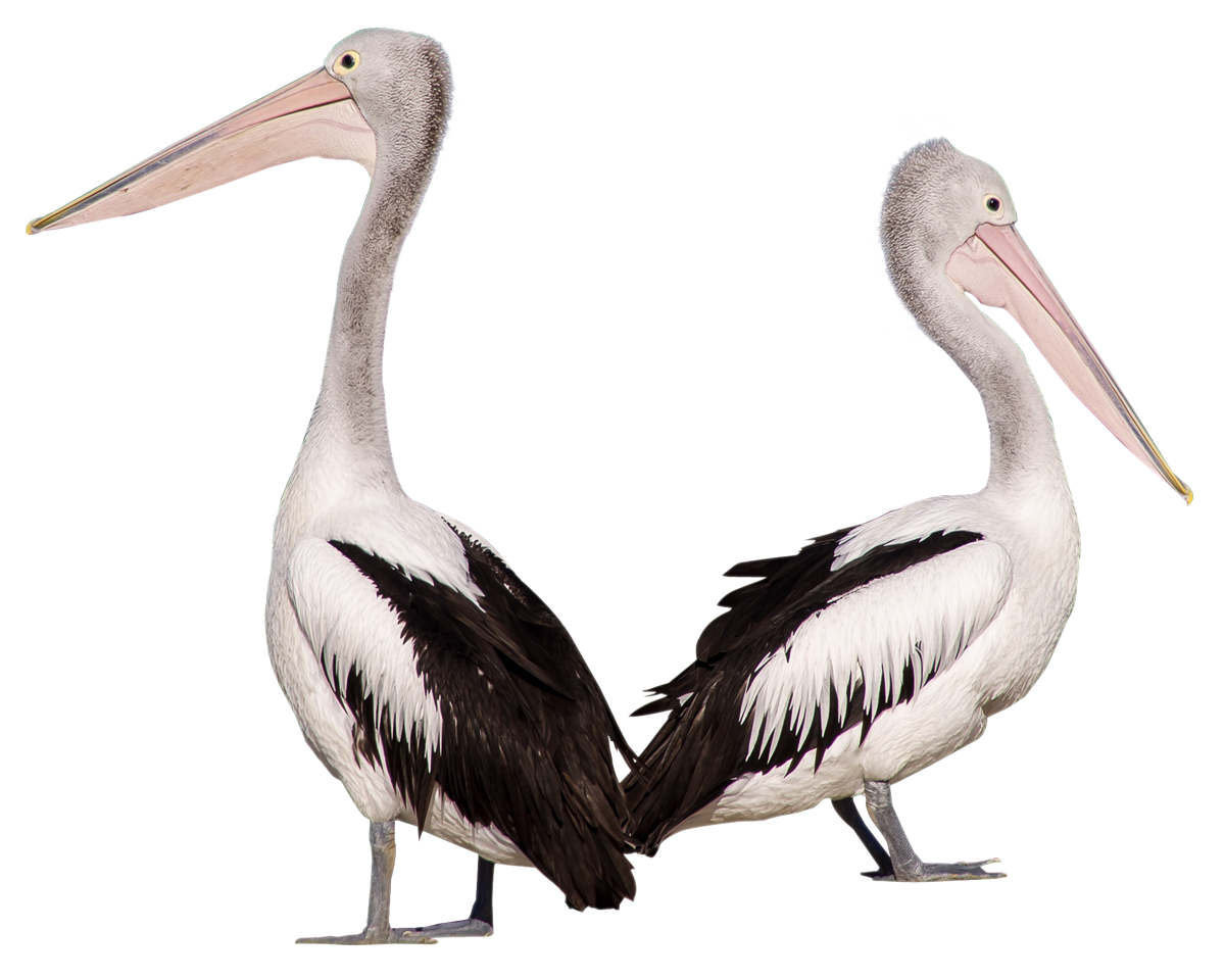 Pelican Free Clipart HD PNG Image