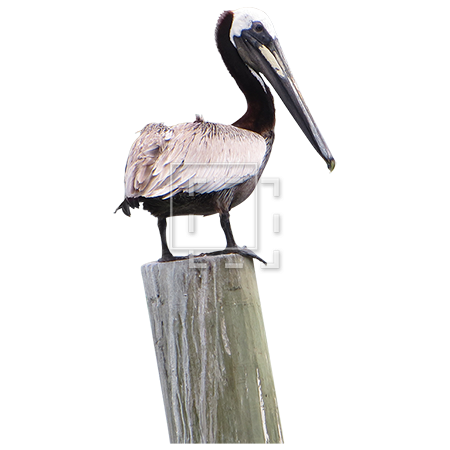 Pelican PNG Image High Quality PNG Image
