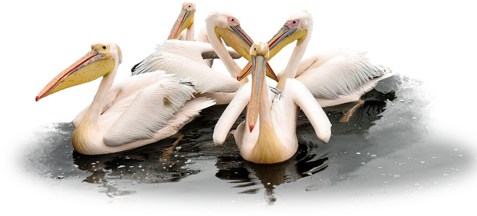 Pelican Picture HD Image Free PNG PNG Image
