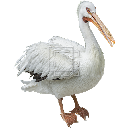 Pelican Download Free Image PNG Image