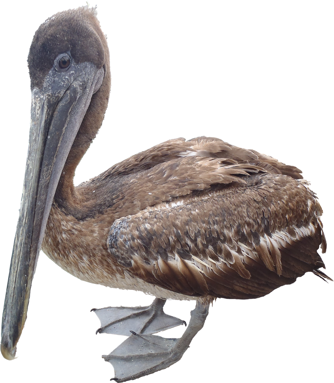 Pelican Download HD Image Free PNG PNG Image