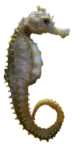 Seahorse Free Png Image PNG Image