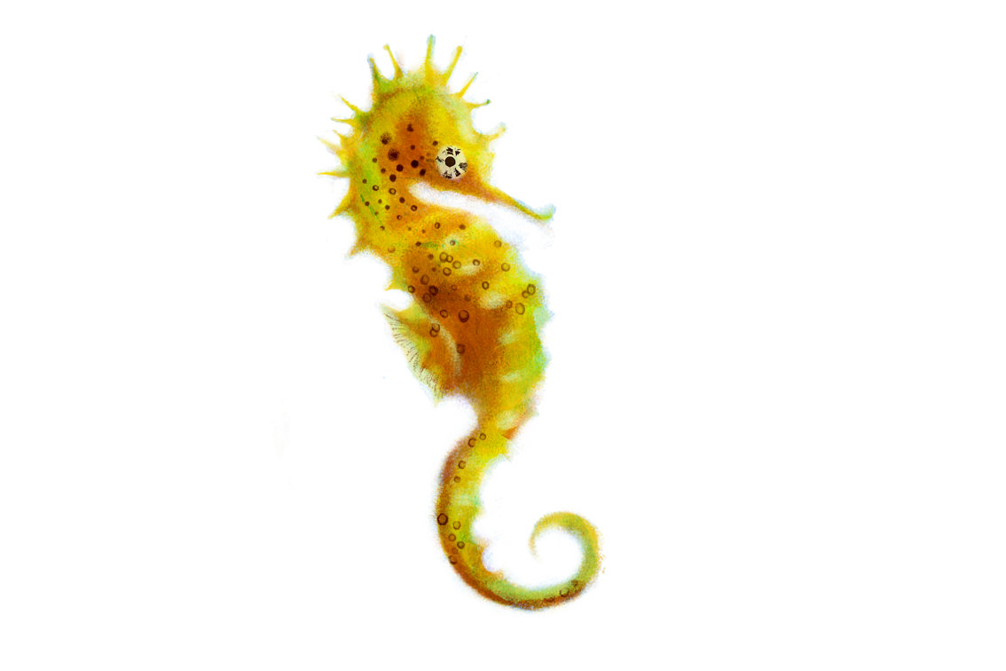 Seahorse Png Picture PNG Image