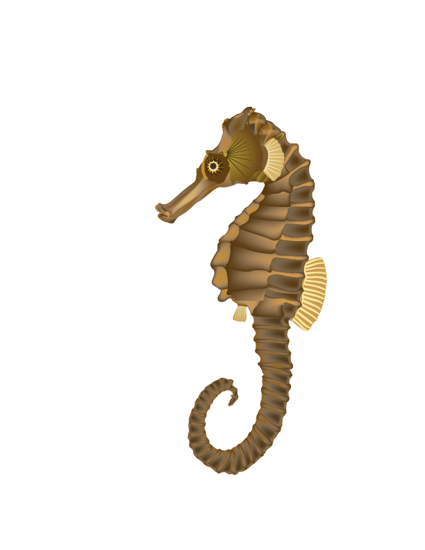 Seahorse Transparent PNG Image