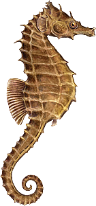 Seahorse Png File PNG Image