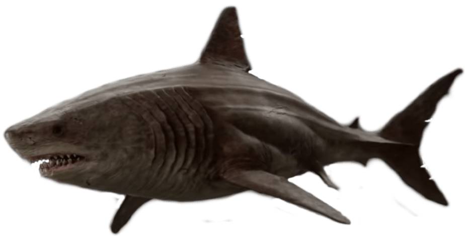 Megalodon Shark Aquatic Pic HQ Image Free PNG Image