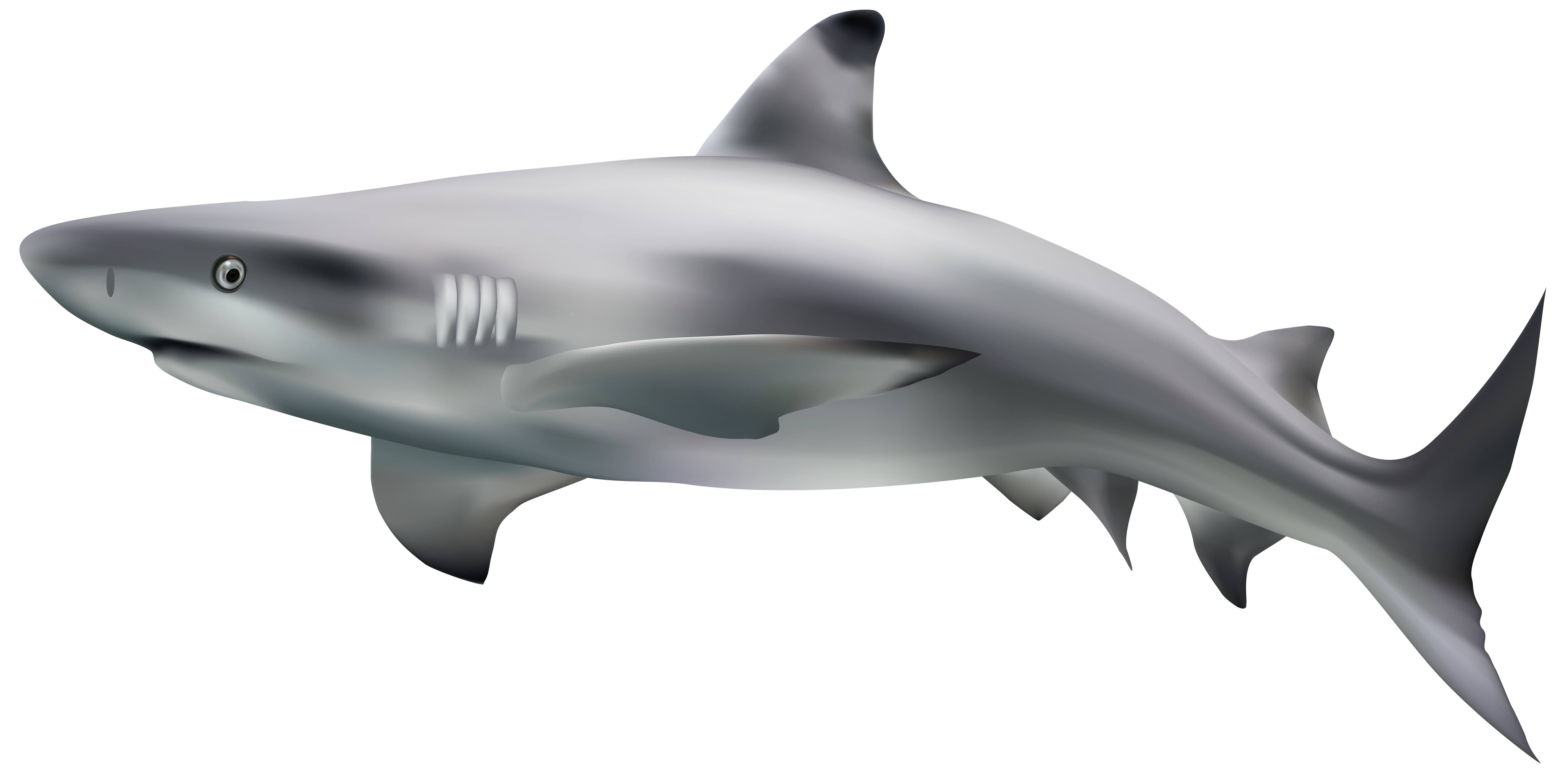 Big Shark Photos Megalodon Free Photo PNG Image