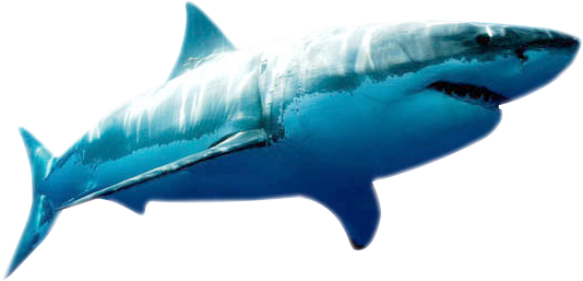 Blue Megalodon Shark PNG Download Free PNG Image