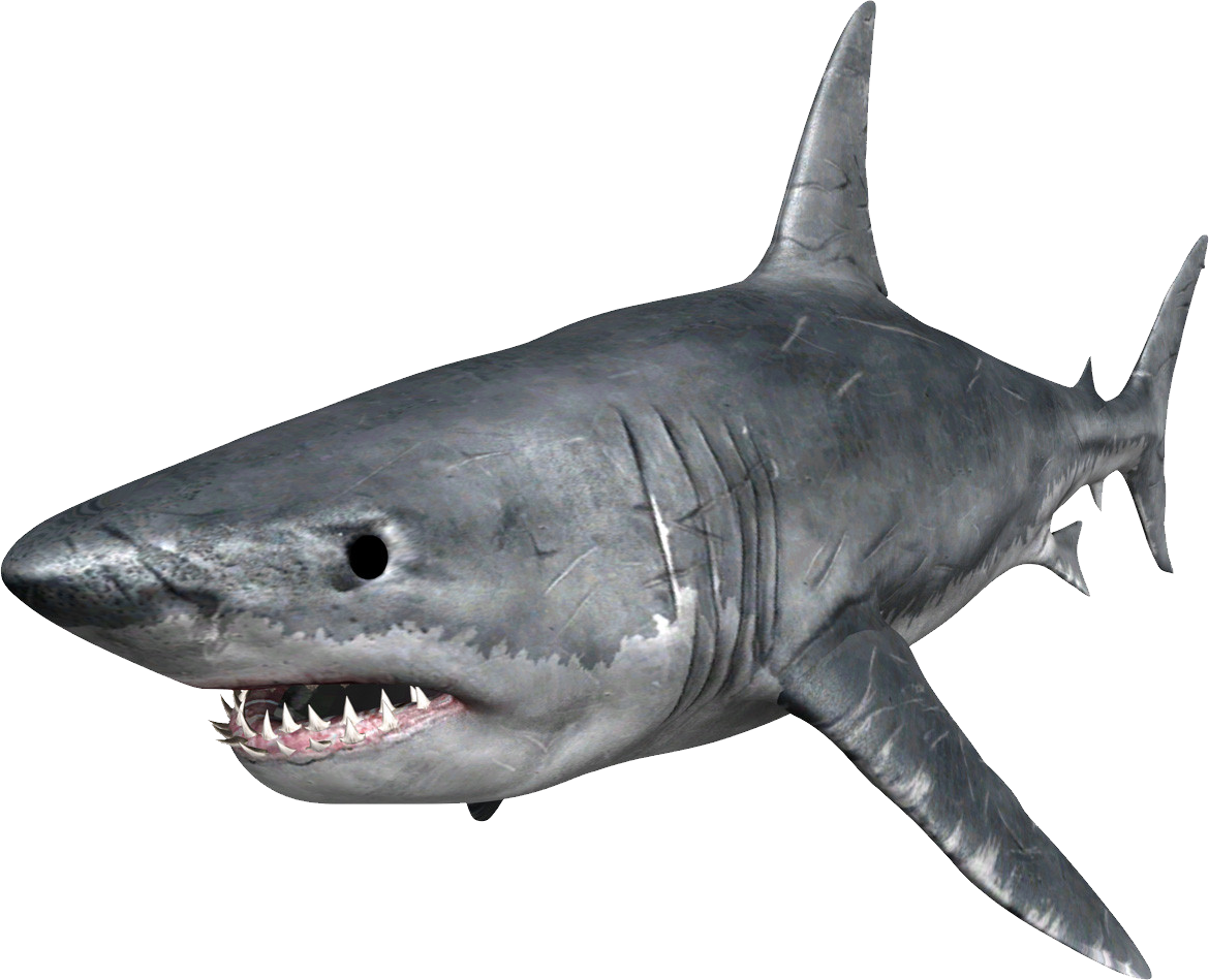 Megalodon Shark Face Free Clipart HQ PNG Image