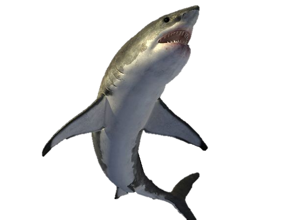 Megalodon Shark Free Transparent Image HQ PNG Image