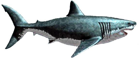 Megalodon Shark PNG File HD PNG Image