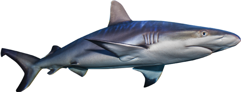 Real Shark Aquatic Free Clipart HD PNG Image