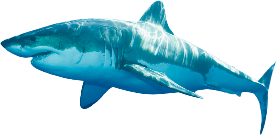 Blue Real Shark Free Download PNG HQ PNG Image