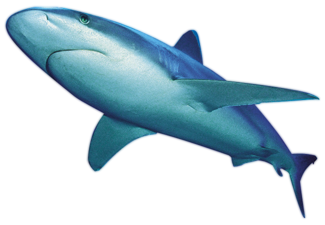 Blue Real Shark PNG Download Free PNG Image