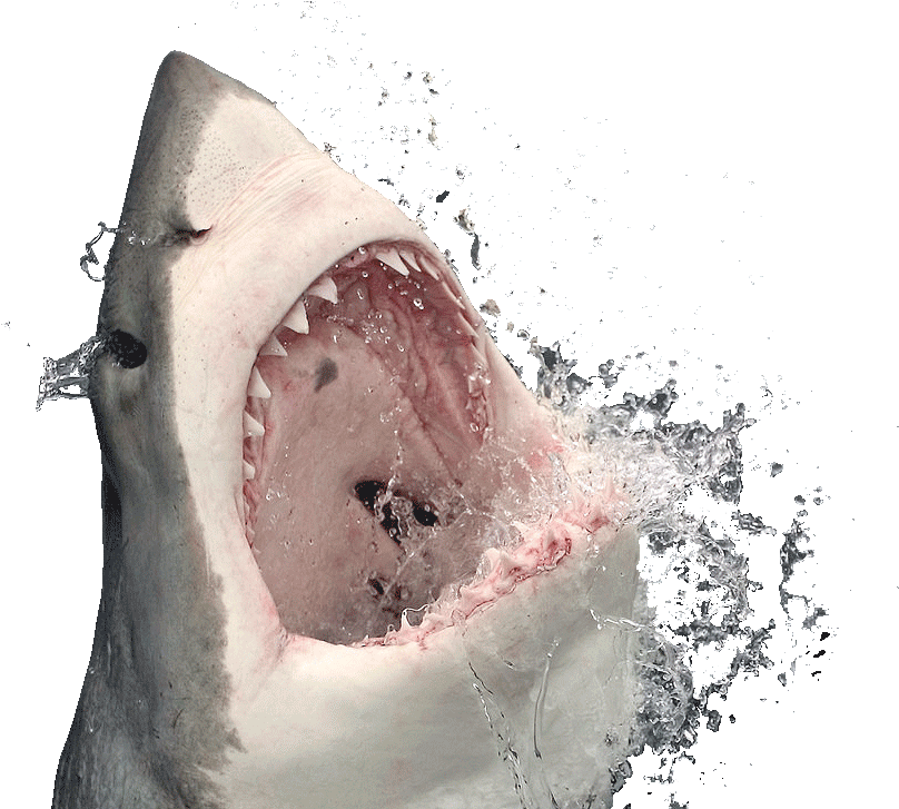 Real Wildlife Shark PNG Image High Quality PNG Image