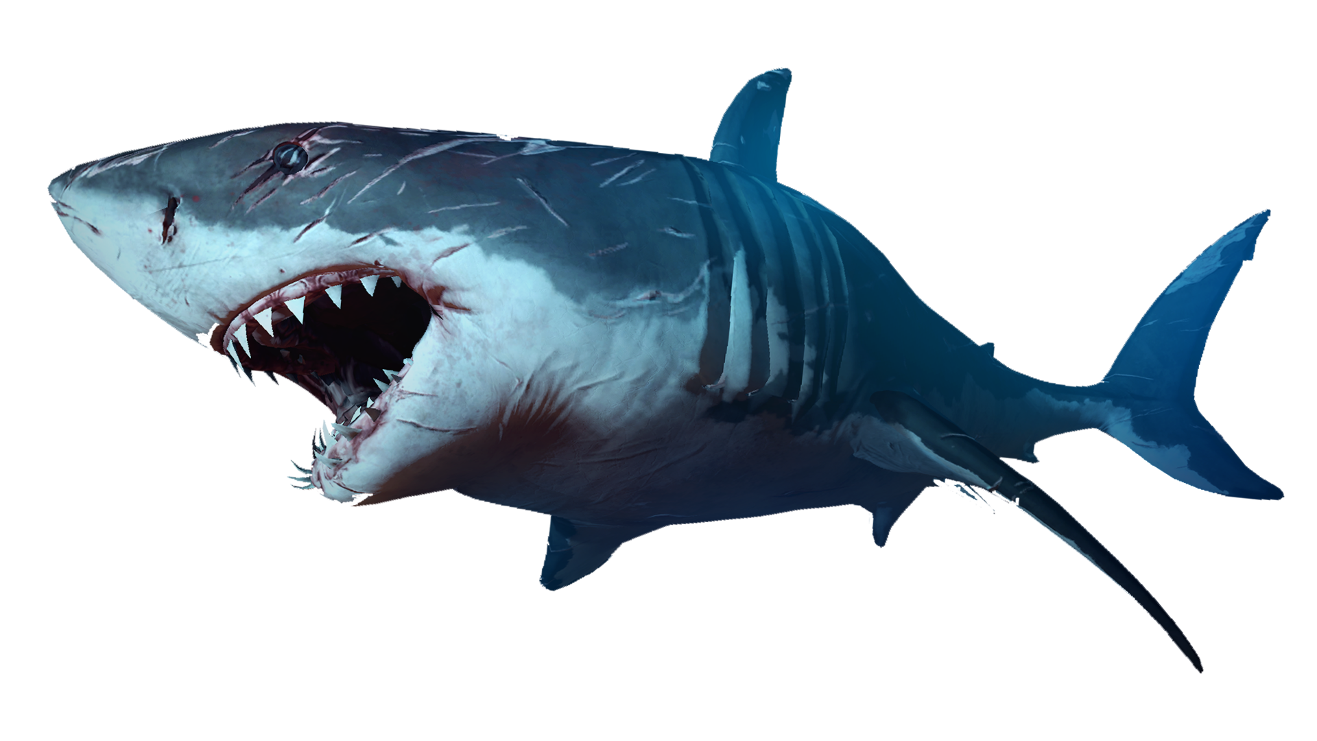 Shark Picture PNG Image