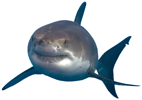 Shark Transparent PNG Image